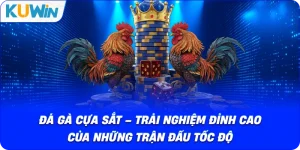 Đá Gà KUWIN – Giải Trí Kịch Tính Với Chiến Kê Dũng Mãnh - si68