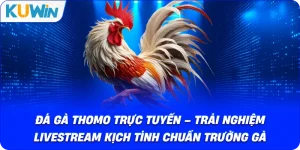 Đá Gà KUWIN – Giải Trí Kịch Tính Với Chiến Kê Dũng Mãnh - si68
