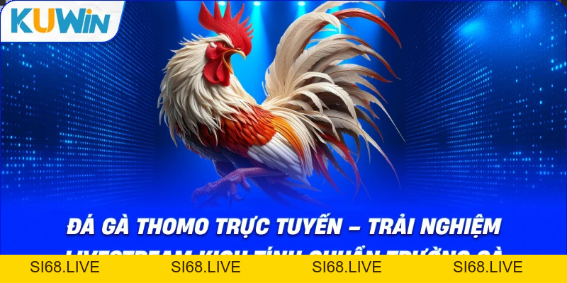 Đá Gà Thomo Trực Tuyến – Trải Nghiệm Livestream Chuẩn Trường Gà - si68