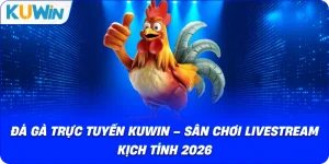 Đá Gà KUWIN – Giải Trí Kịch Tính Với Chiến Kê Dũng Mãnh - si68
