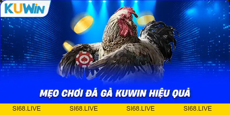 Đá Gà KUWIN – Giải Trí Kịch Tính Với Chiến Kê Dũng Mãnh - si68