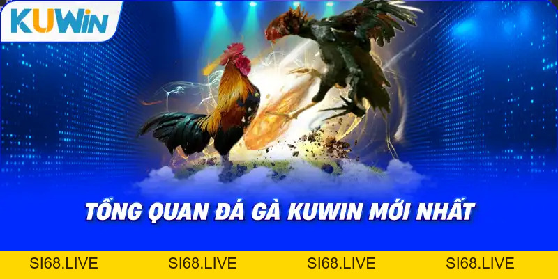 Đá Gà KUWIN – Giải Trí Kịch Tính Với Chiến Kê Dũng Mãnh - si68